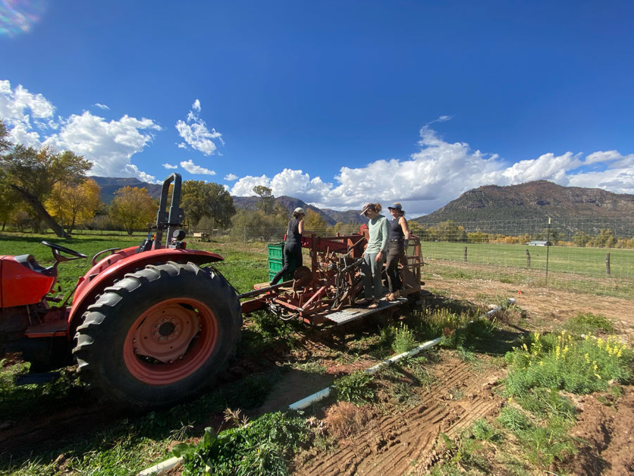 Community Harvesting Carrots in Durango CO, at Fields to Plate Farm