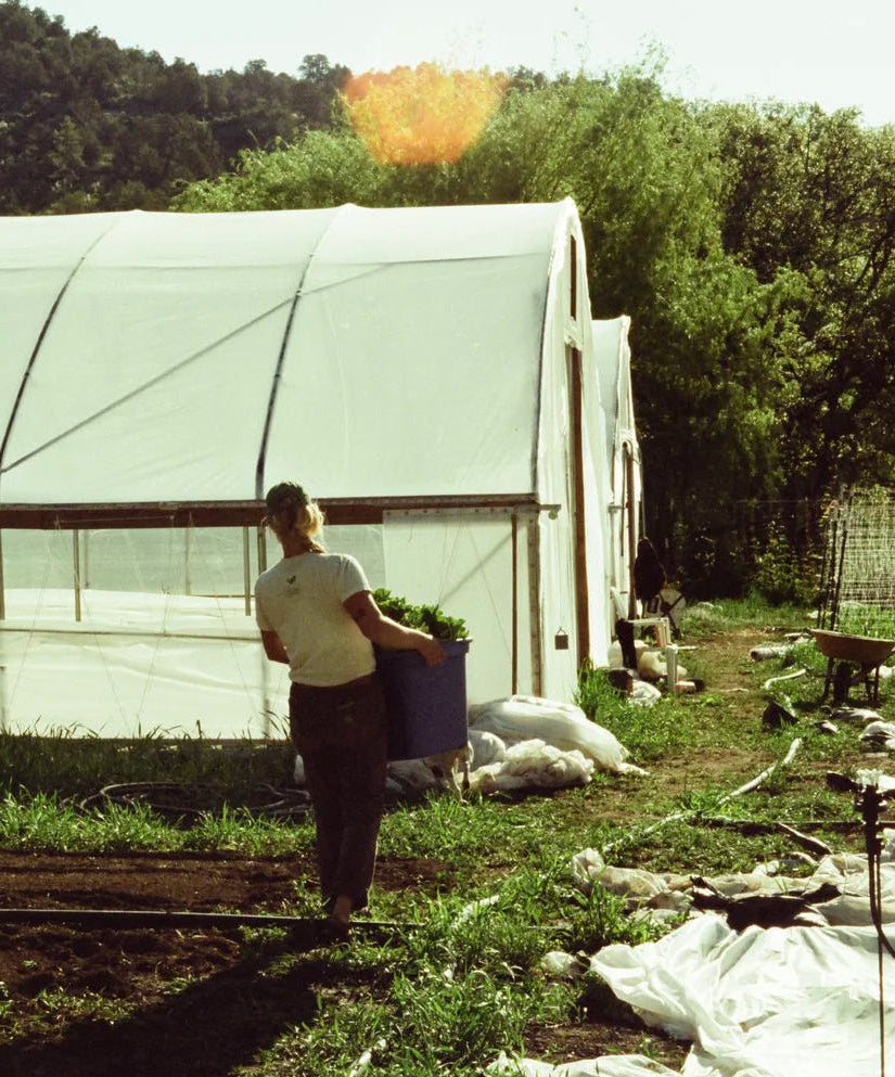 Person carrying a box of plants near a greenhouse with trees in the background